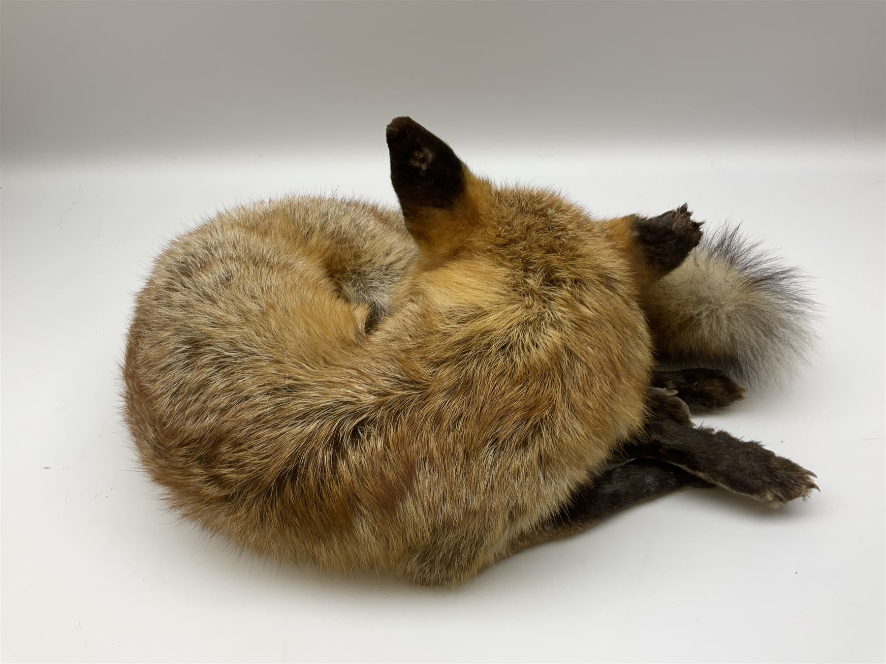 Taxidermy: Fireside red fox (Vulpes vulpes) - Image 8 of 11