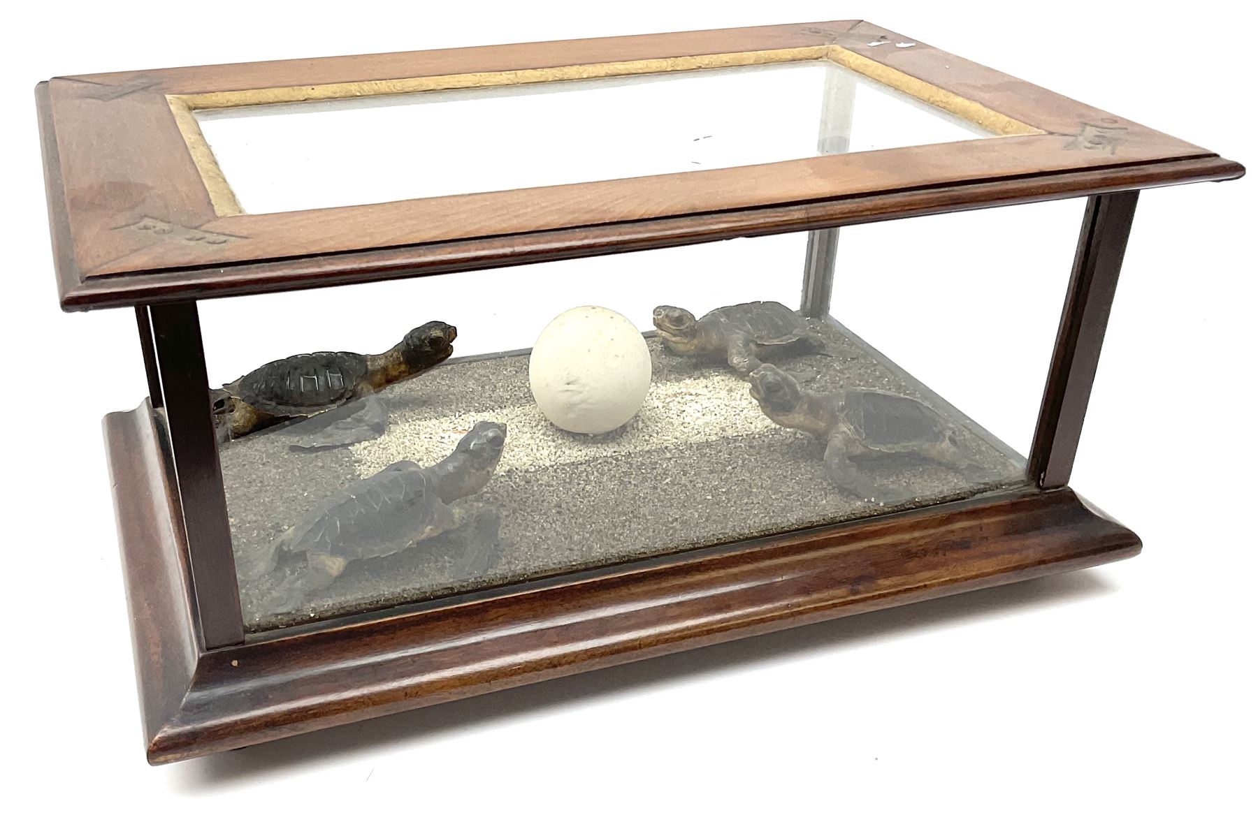 Taxidermy: 19th Century cased group of green sea turtle hatchlings
