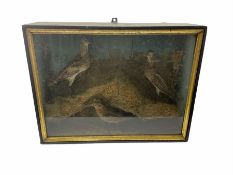 Taxidermy: Cased display of three sandpipers (Scolopacidae)