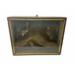 Taxidermy: Cased display of three sandpipers (Scolopacidae)