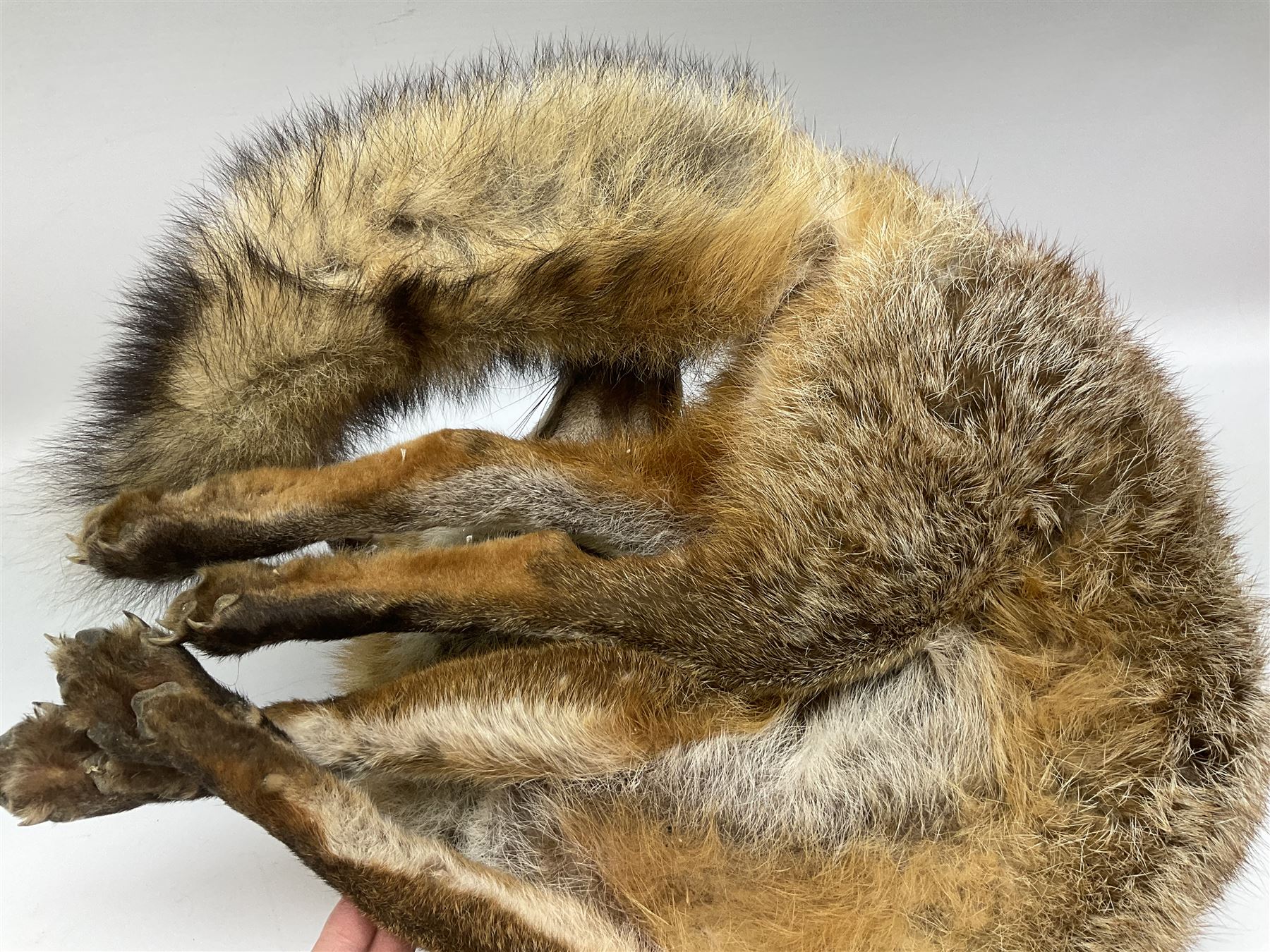 Taxidermy: Fireside red fox (Vulpes vulpes) - Image 11 of 11