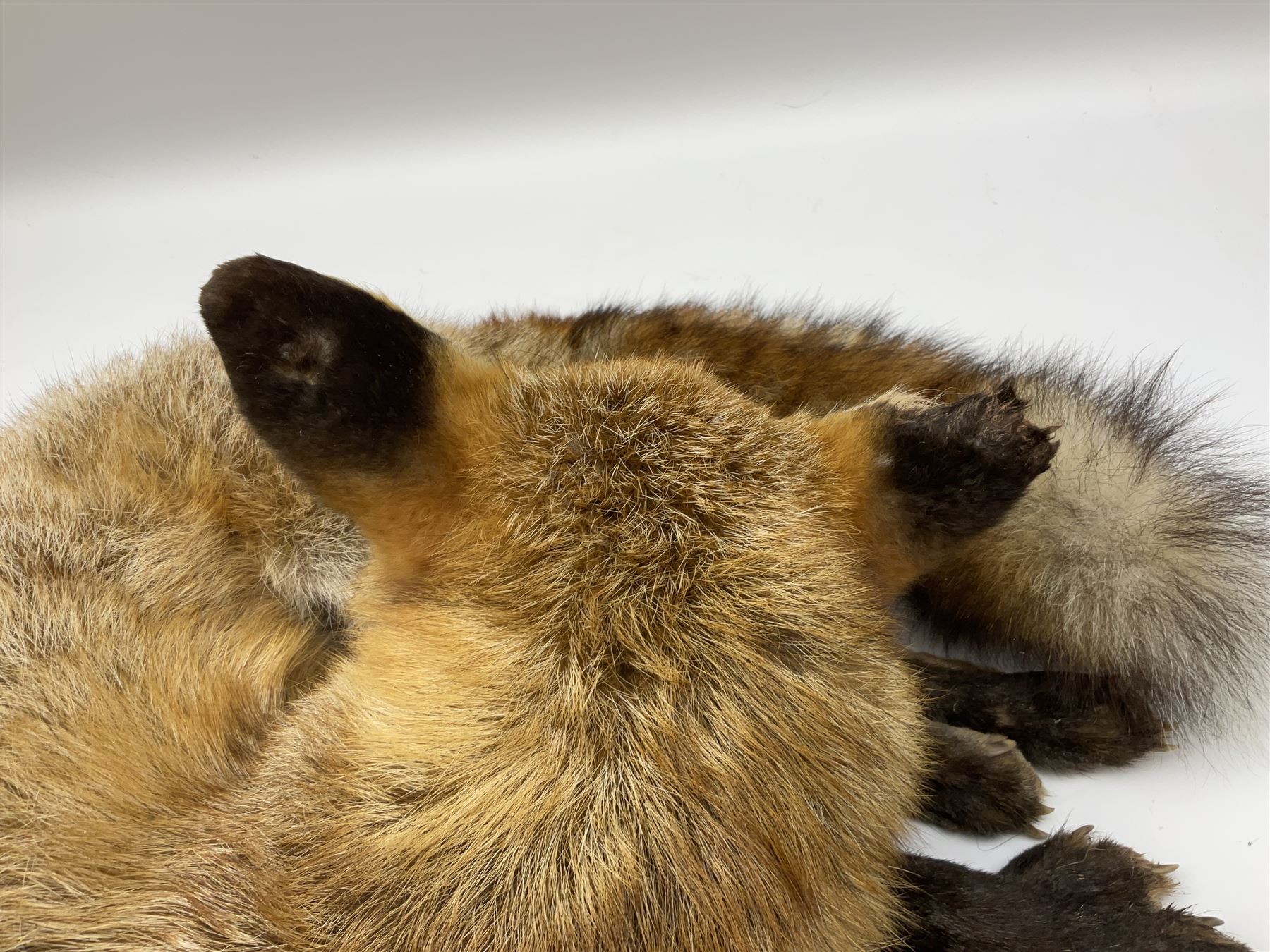 Taxidermy: Fireside red fox (Vulpes vulpes) - Image 10 of 11