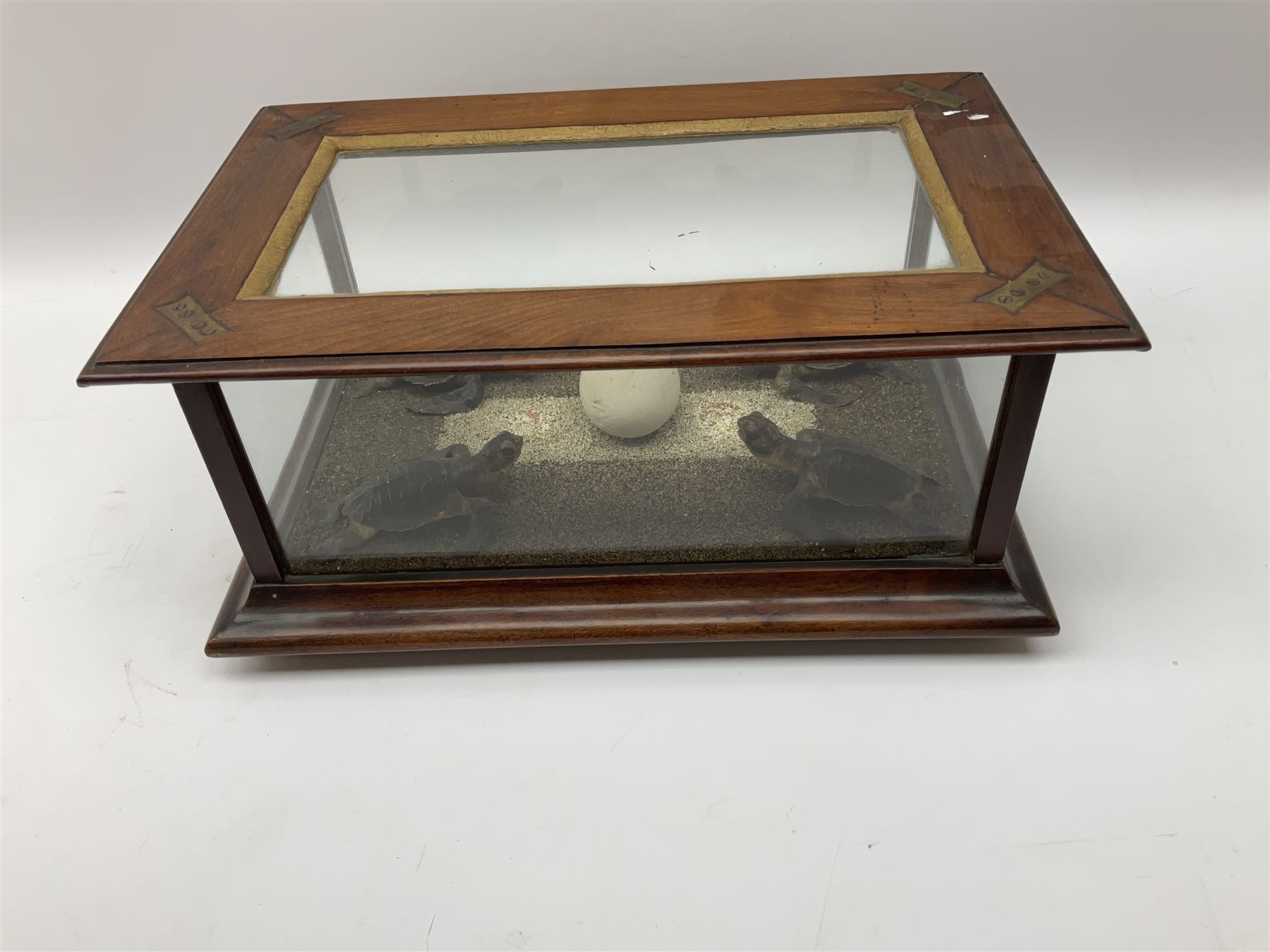 Taxidermy: 19th Century cased group of green sea turtle hatchlings - Image 2 of 4