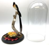 Taxidermy: Long-tailed paradise whydah (Vidua paradisaea) perched on a branch and cased in a glass d