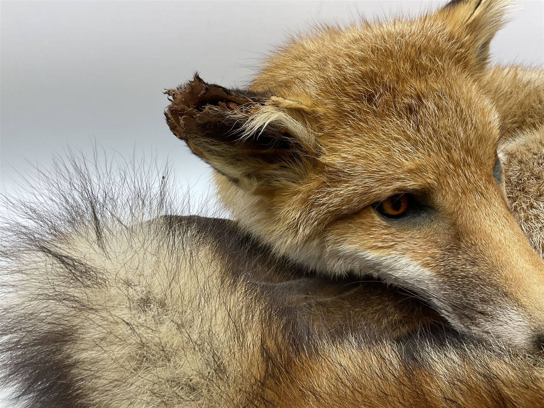 Taxidermy: Fireside red fox (Vulpes vulpes) - Image 3 of 11