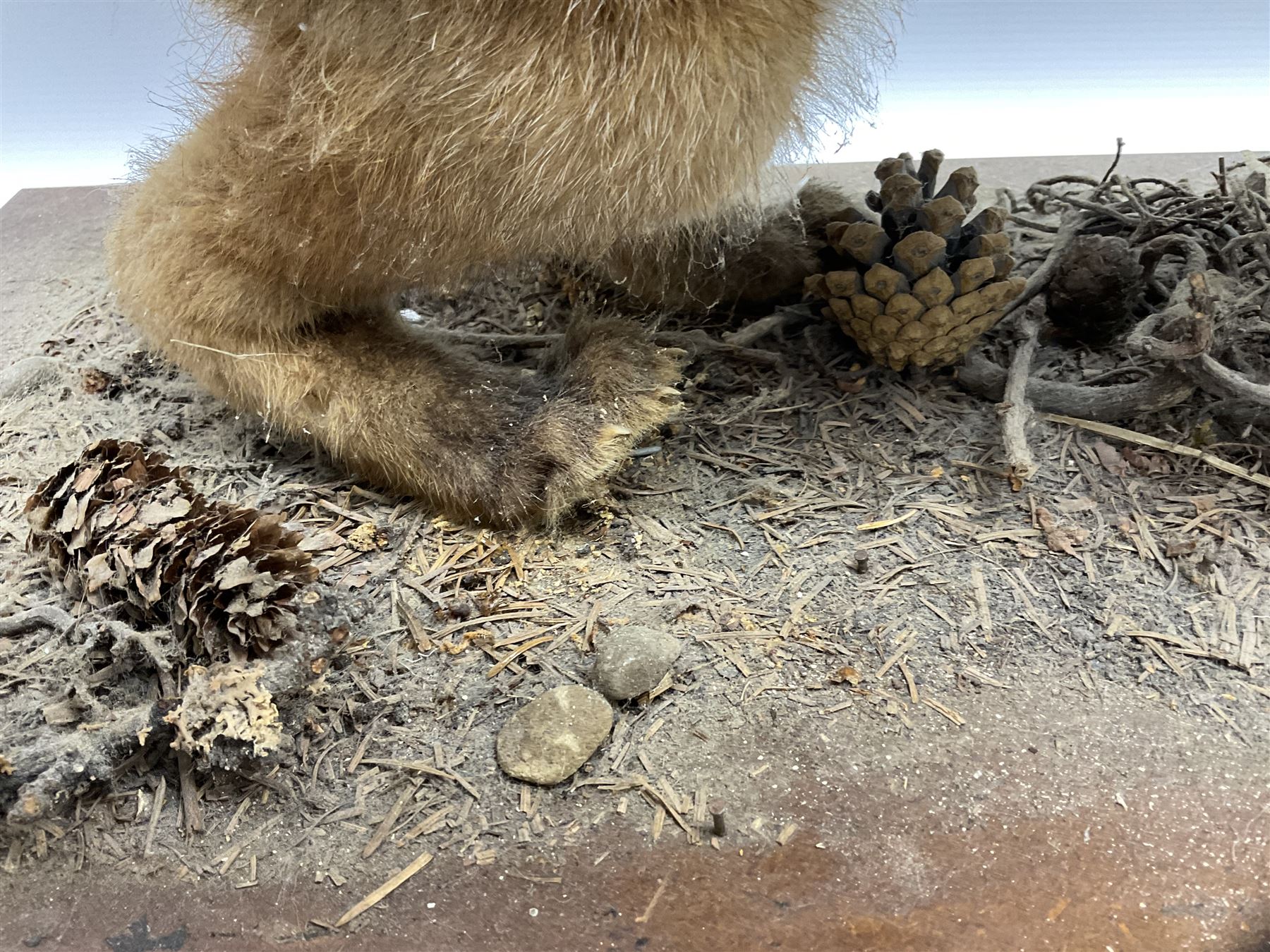 Taxidermy: Red Fox Cub (Vulpes Vulpes) - Image 3 of 8