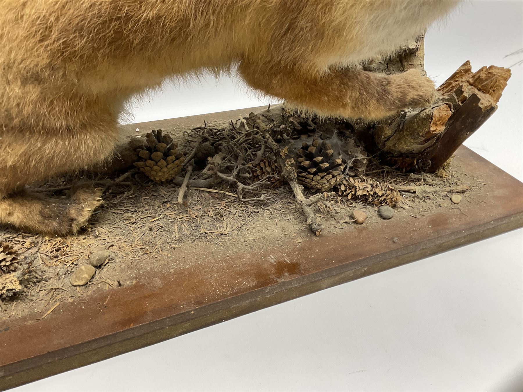 Taxidermy: Red Fox Cub (Vulpes Vulpes) - Image 2 of 8