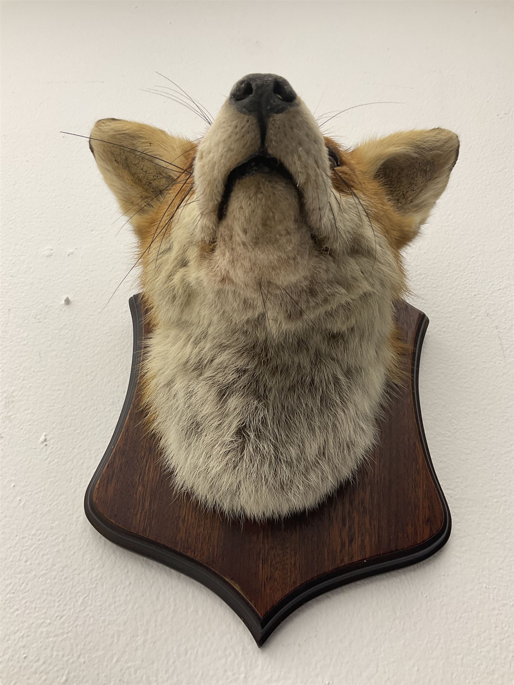 Taxidermy: Red fox mask (Vulpes vulpes) - Image 6 of 8