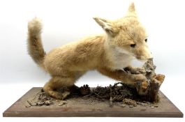 Taxidermy: Red Fox Cub (Vulpes Vulpes)