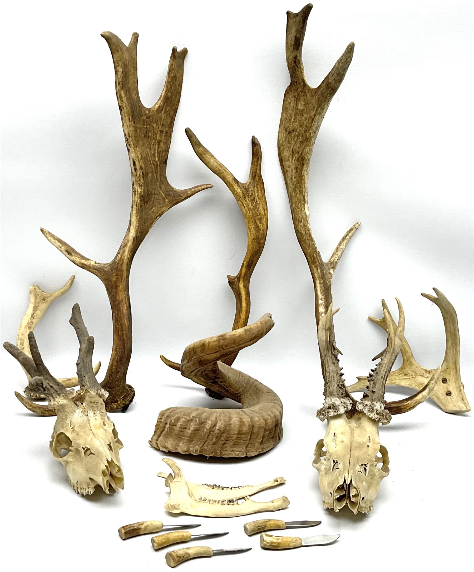 Antlers/Horns: two Roebuck Antlers with skull (Capreolus capreolus)
