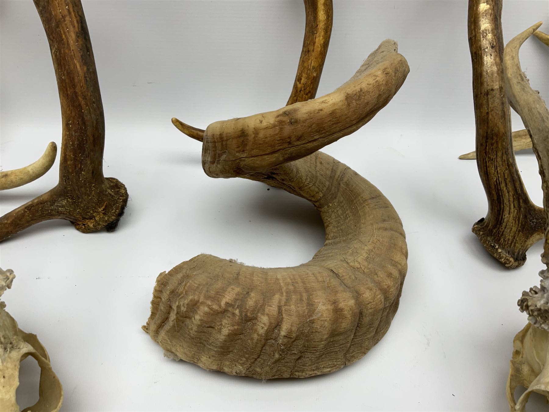 Antlers/Horns: two Roebuck Antlers with skull (Capreolus capreolus) - Image 5 of 10