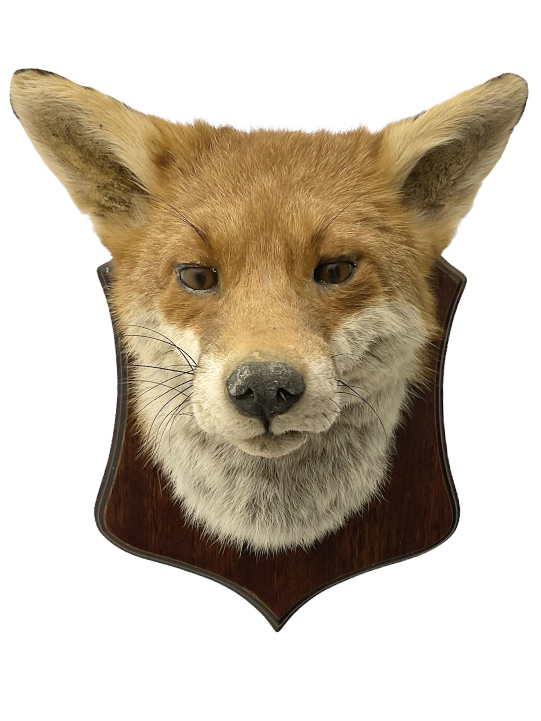 Taxidermy: Red fox mask (Vulpes vulpes)