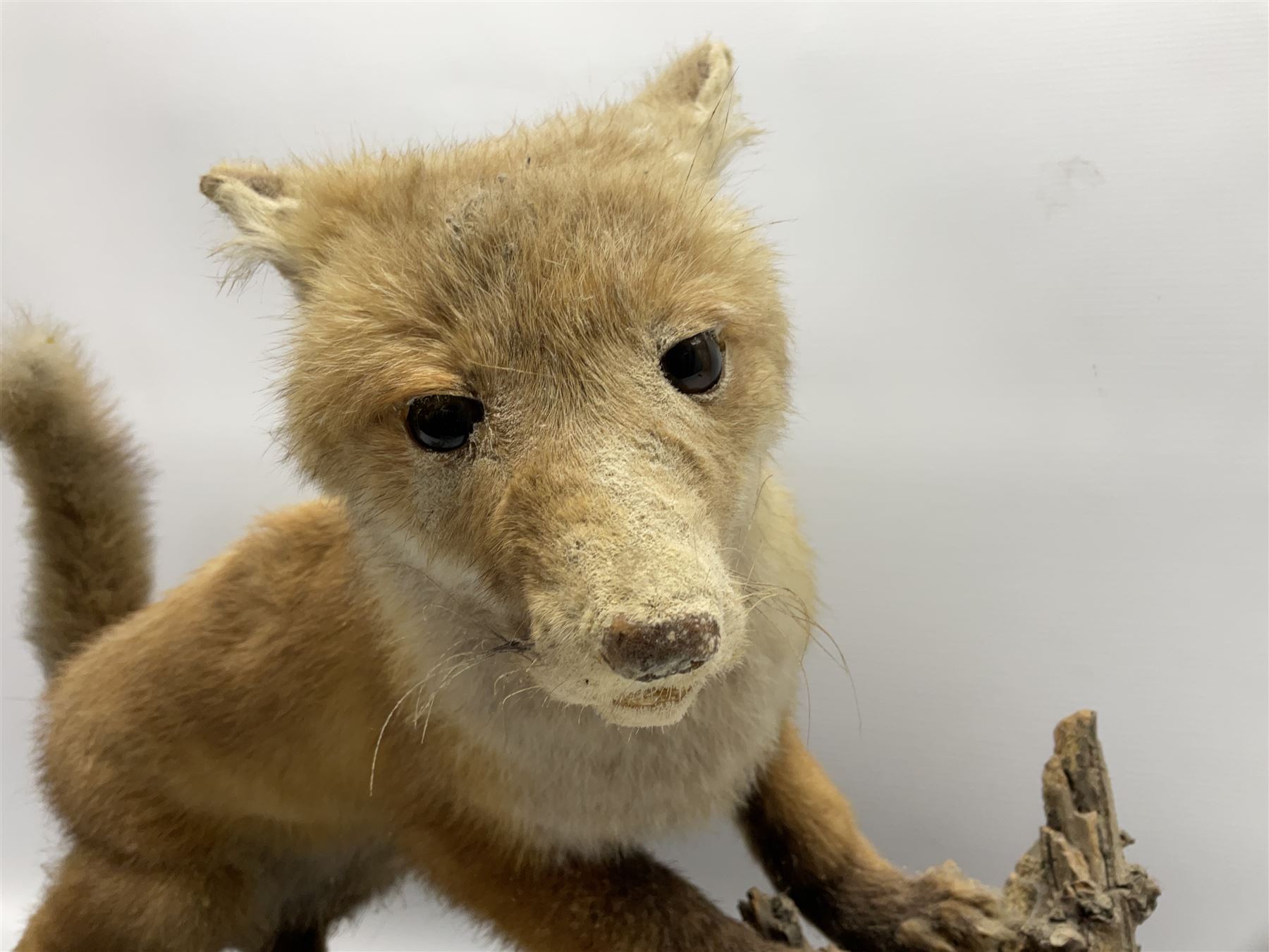 Taxidermy: Red Fox Cub (Vulpes Vulpes) - Image 4 of 8