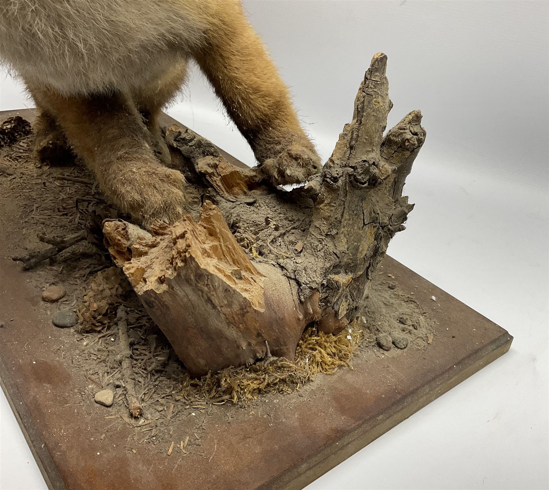 Taxidermy: Red Fox Cub (Vulpes Vulpes) - Image 5 of 8