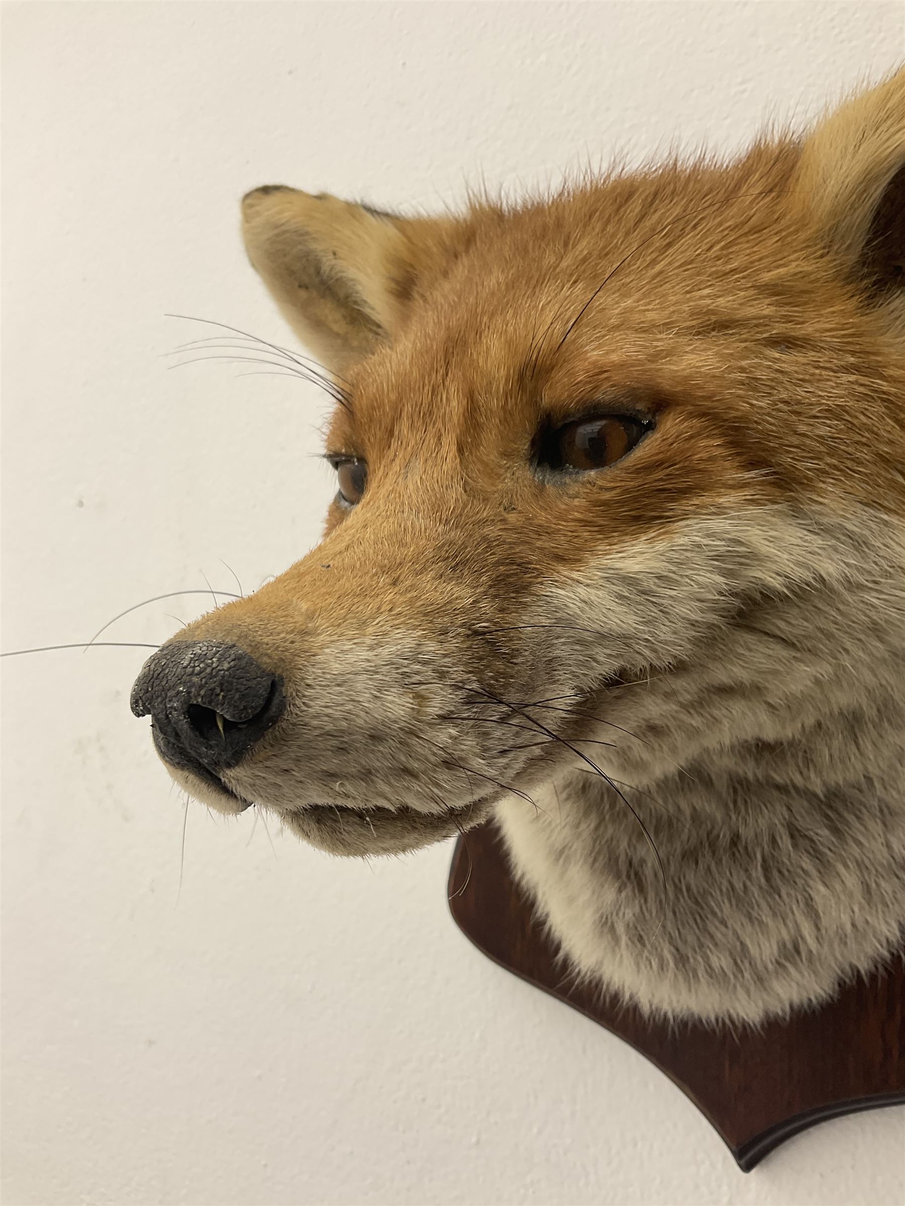 Taxidermy: Red fox mask (Vulpes vulpes) - Image 5 of 8