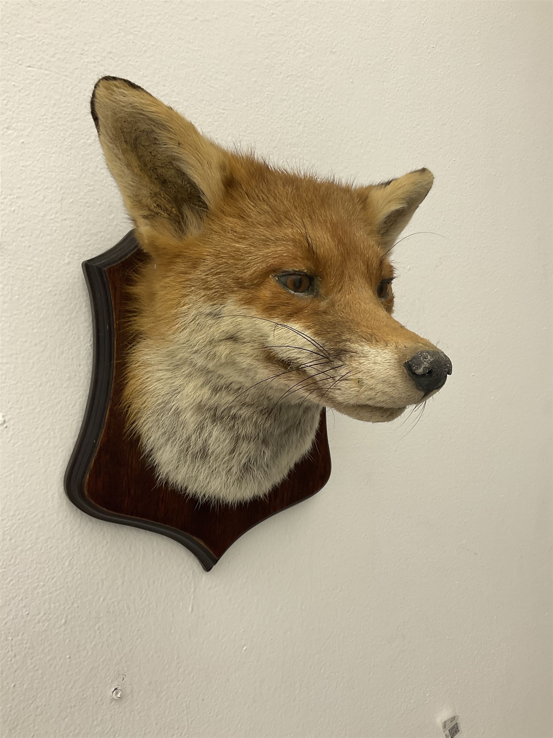 Taxidermy: Red fox mask (Vulpes vulpes) - Image 2 of 8