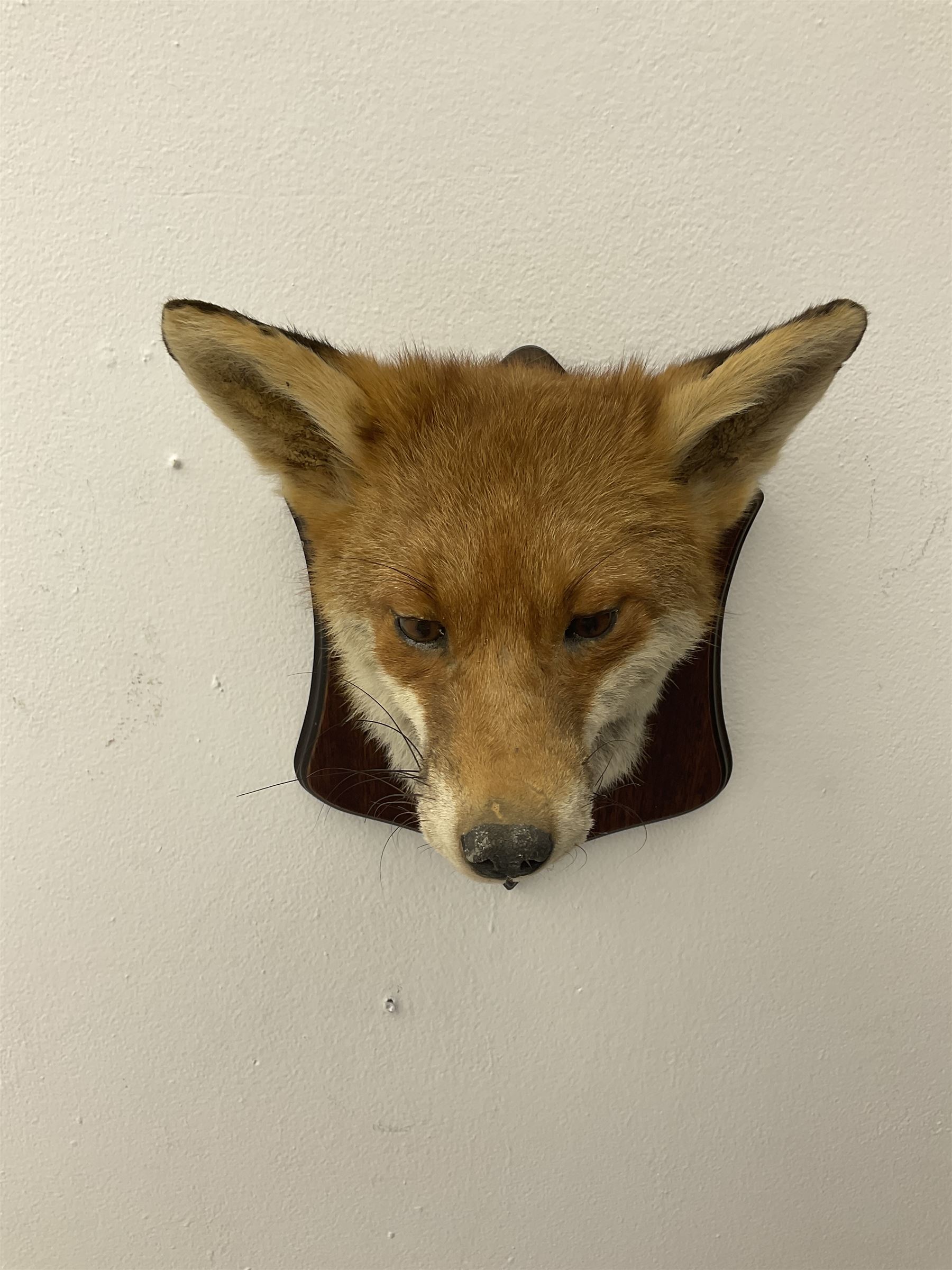 Taxidermy: Red fox mask (Vulpes vulpes) - Image 7 of 8