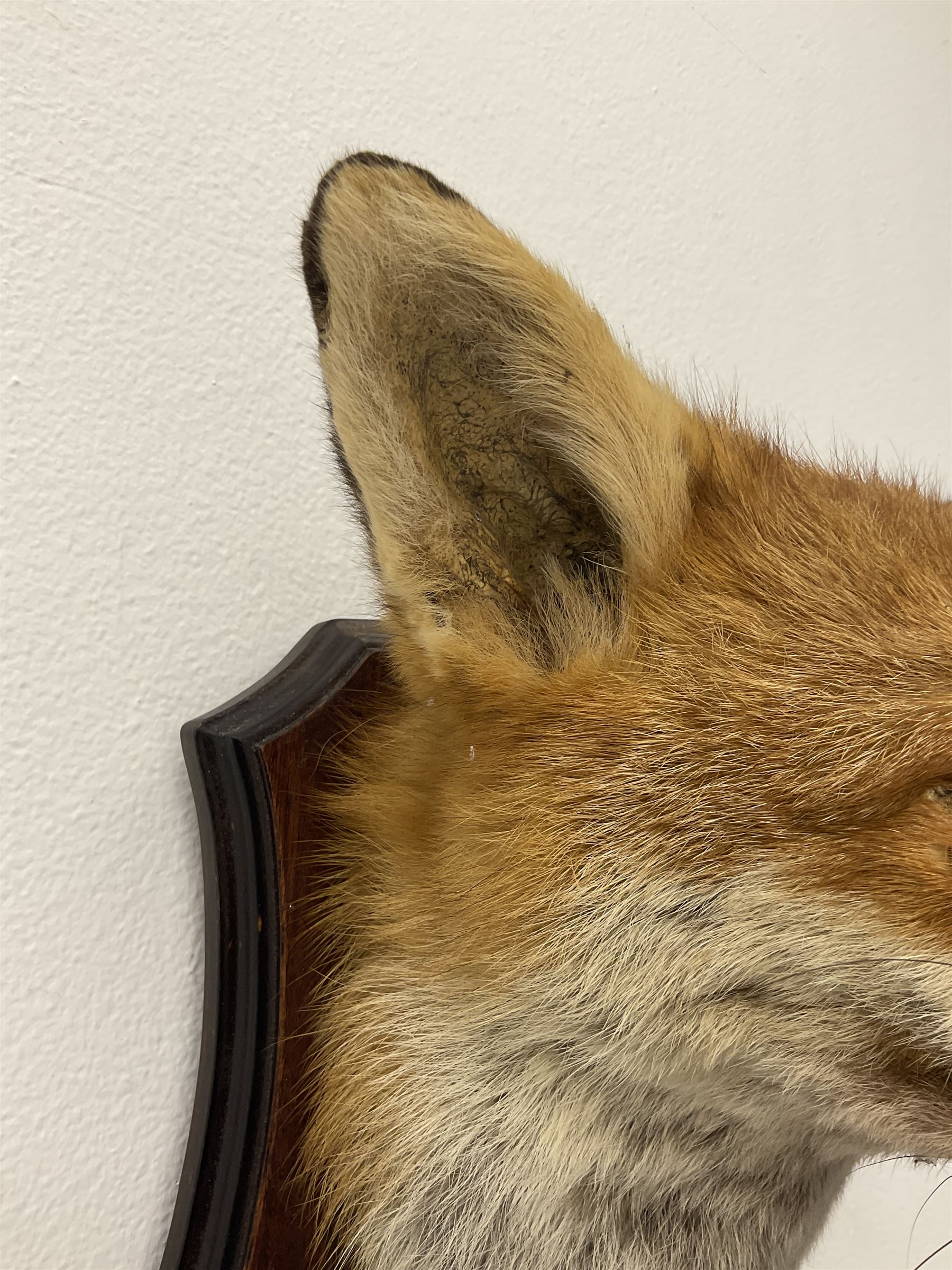 Taxidermy: Red fox mask (Vulpes vulpes) - Image 3 of 8