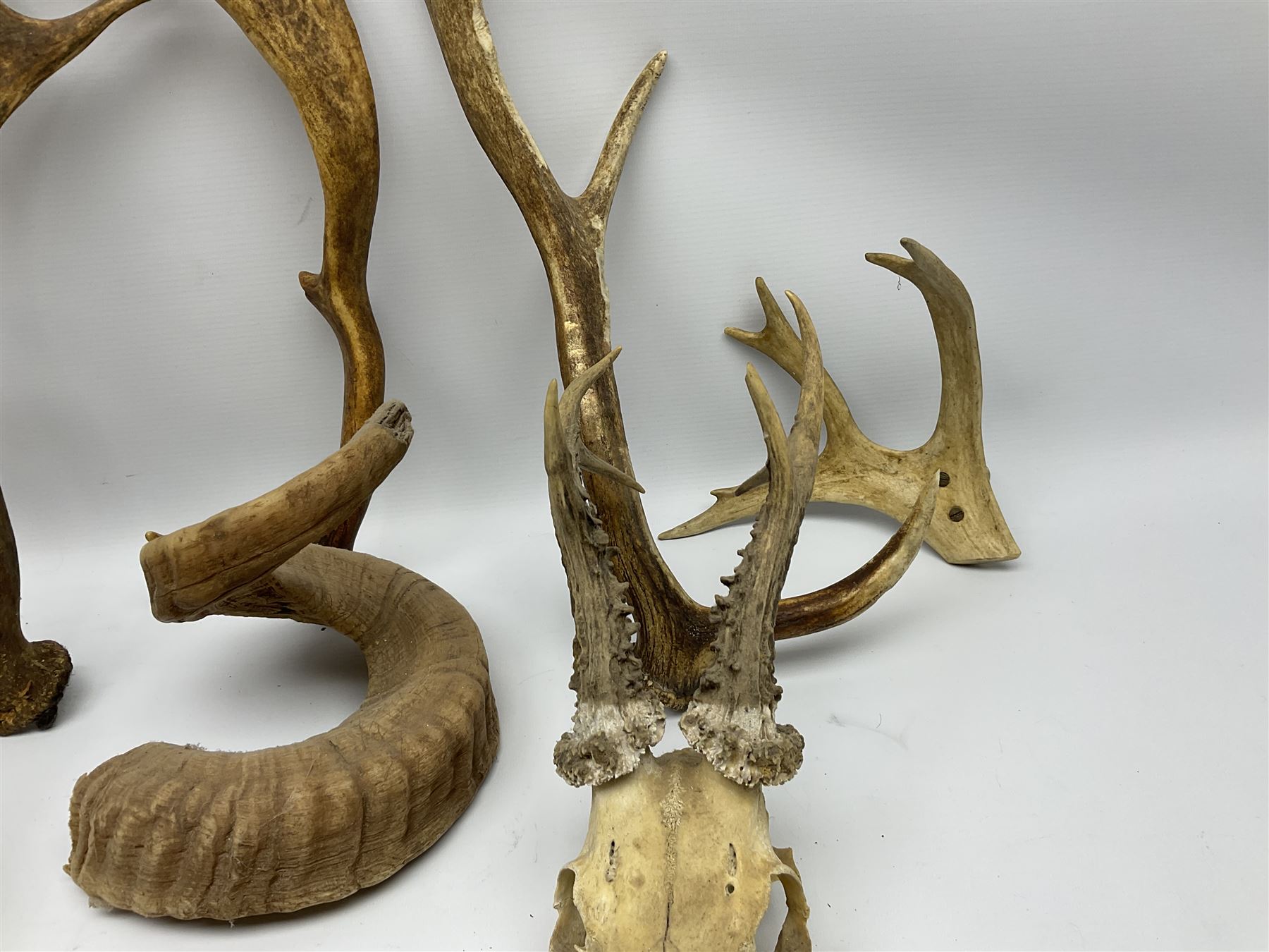 Antlers/Horns: two Roebuck Antlers with skull (Capreolus capreolus) - Image 9 of 10