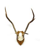 Antlers/Horns: pair of red deer (Cervus elaphus) stag antlers with partial skull on wooden wall shie