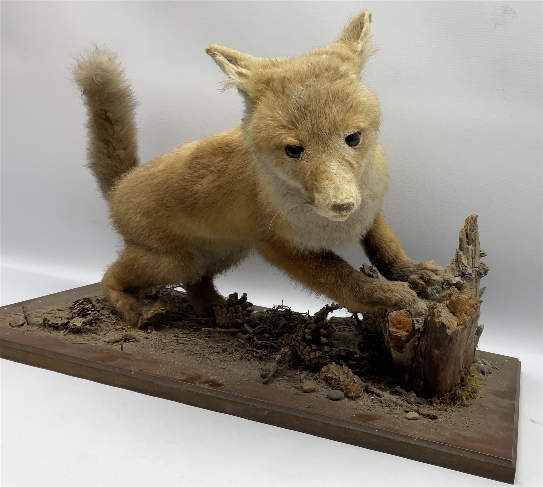 Taxidermy: Red Fox Cub (Vulpes Vulpes) - Image 6 of 8