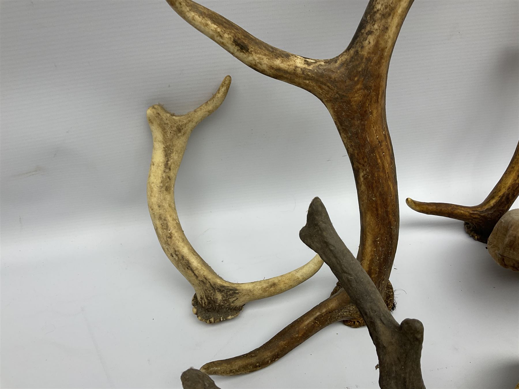 Antlers/Horns: two Roebuck Antlers with skull (Capreolus capreolus) - Image 6 of 10