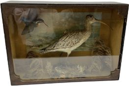 Taxidermy: late 19th century cased display of Curlew (Numenius arquata) and Kingfisher (Alcedo atthi