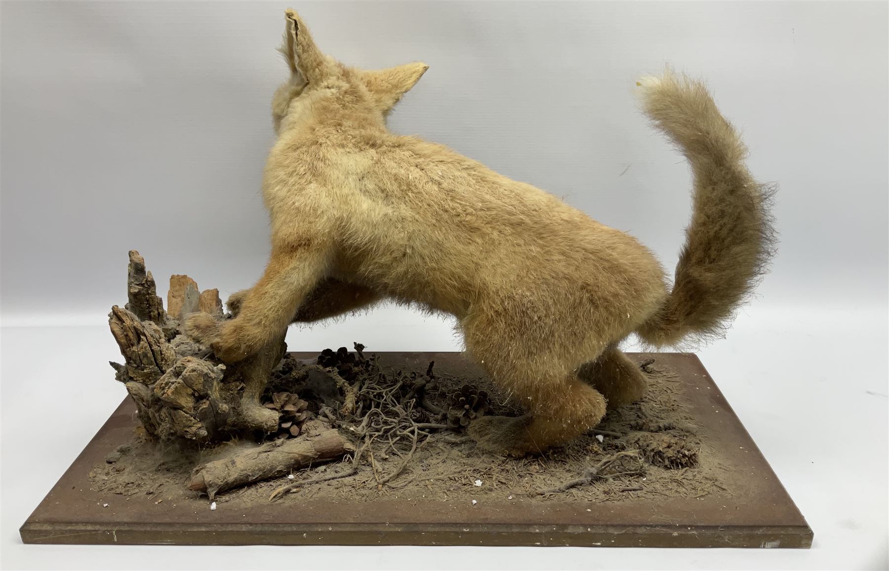 Taxidermy: Red Fox Cub (Vulpes Vulpes) - Image 7 of 8