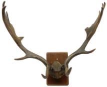 Antlers/Horns: pair of Fallow deer (Dama Dama) antlers with partial skull on a rectangular wooden sh