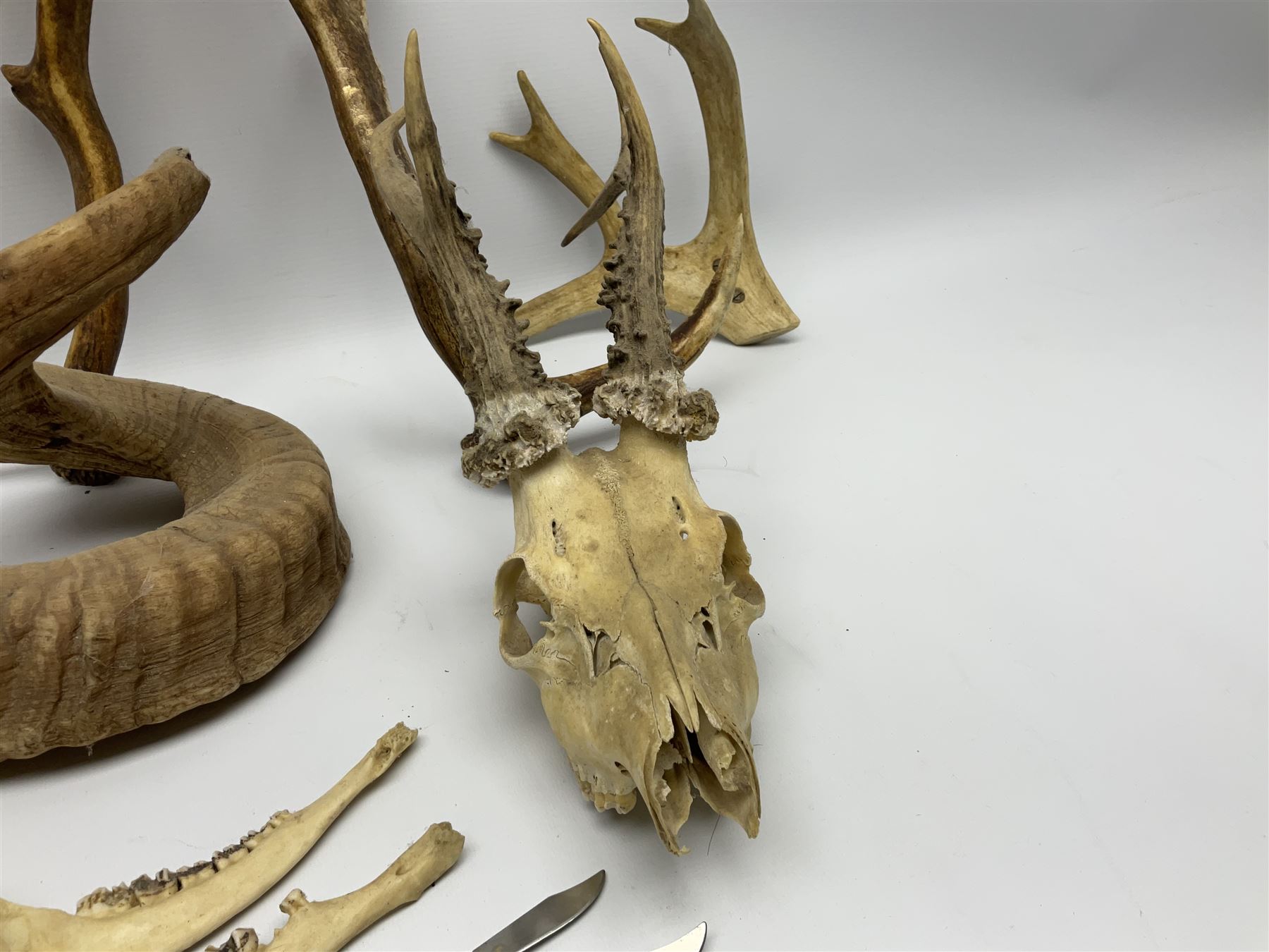 Antlers/Horns: two Roebuck Antlers with skull (Capreolus capreolus) - Image 3 of 10