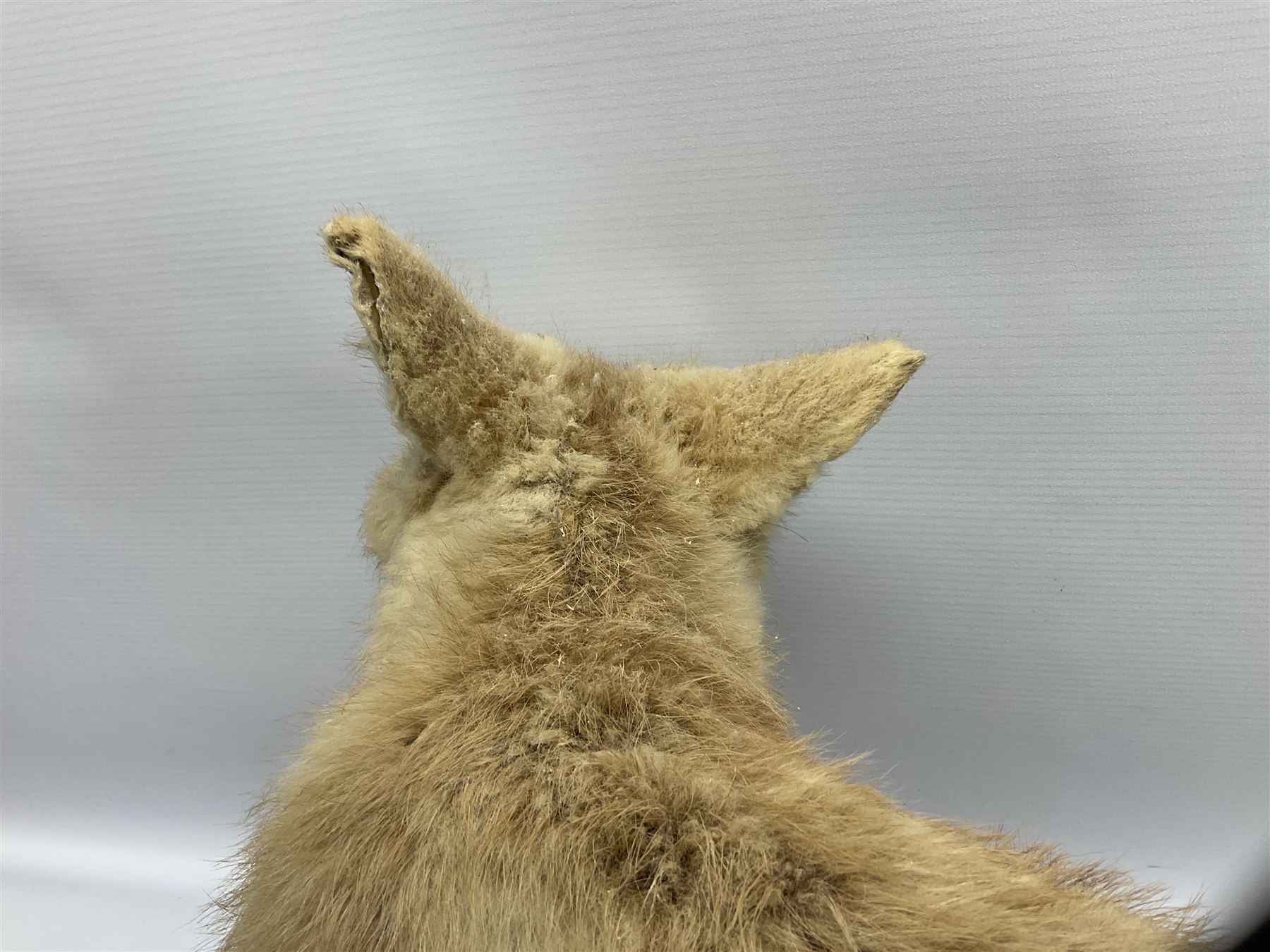 Taxidermy: Red Fox Cub (Vulpes Vulpes) - Image 8 of 8