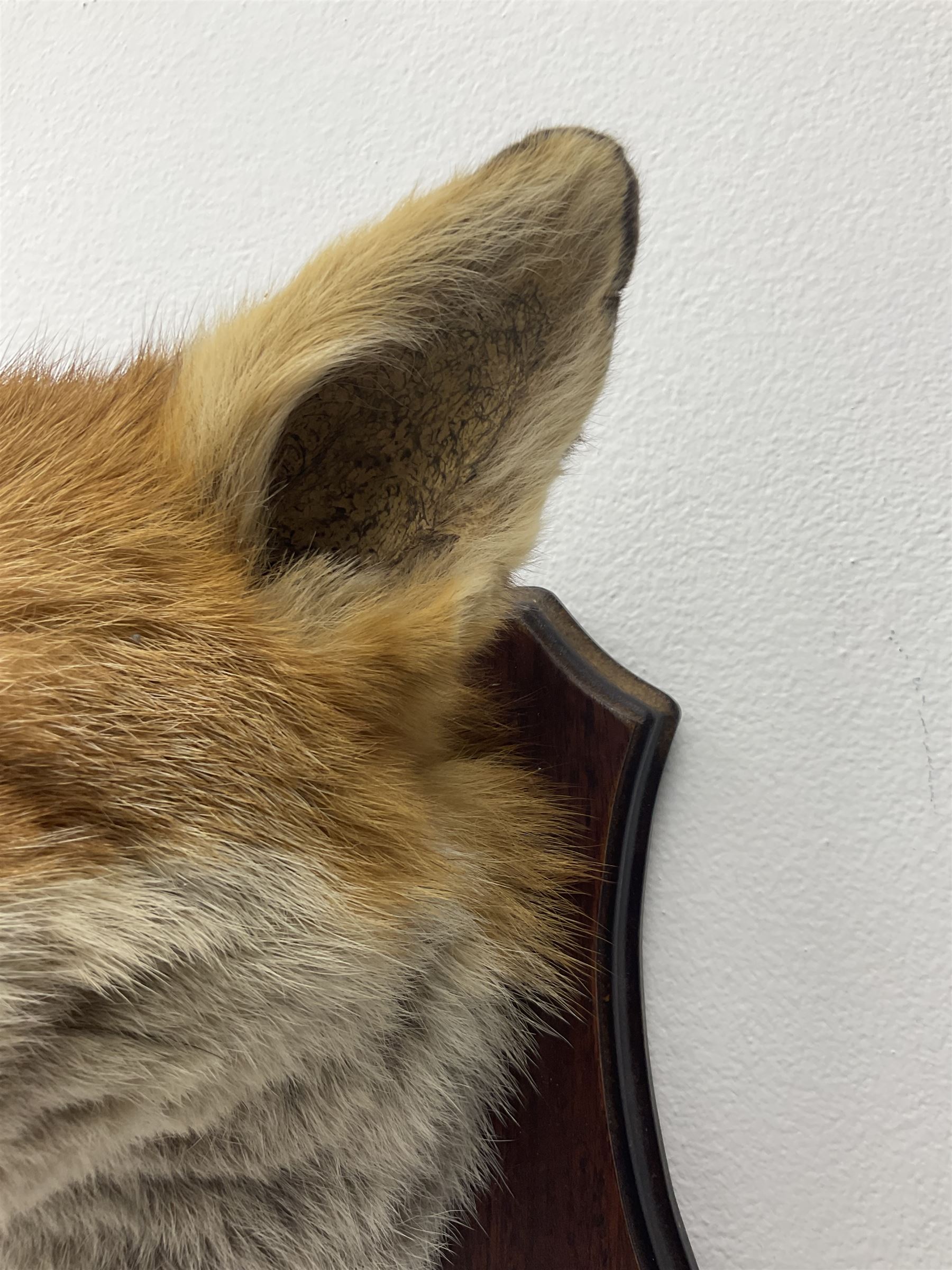 Taxidermy: Red fox mask (Vulpes vulpes) - Image 4 of 8