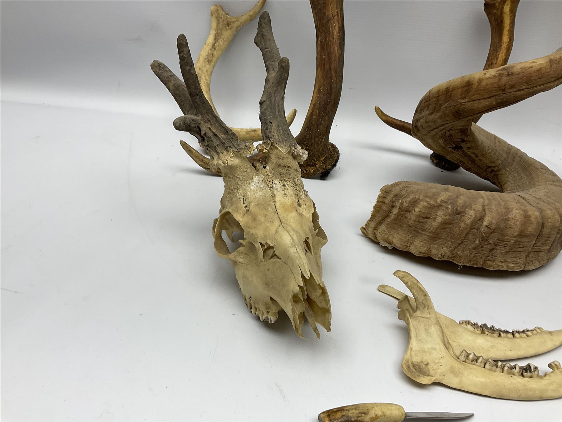 Antlers/Horns: two Roebuck Antlers with skull (Capreolus capreolus) - Image 10 of 10
