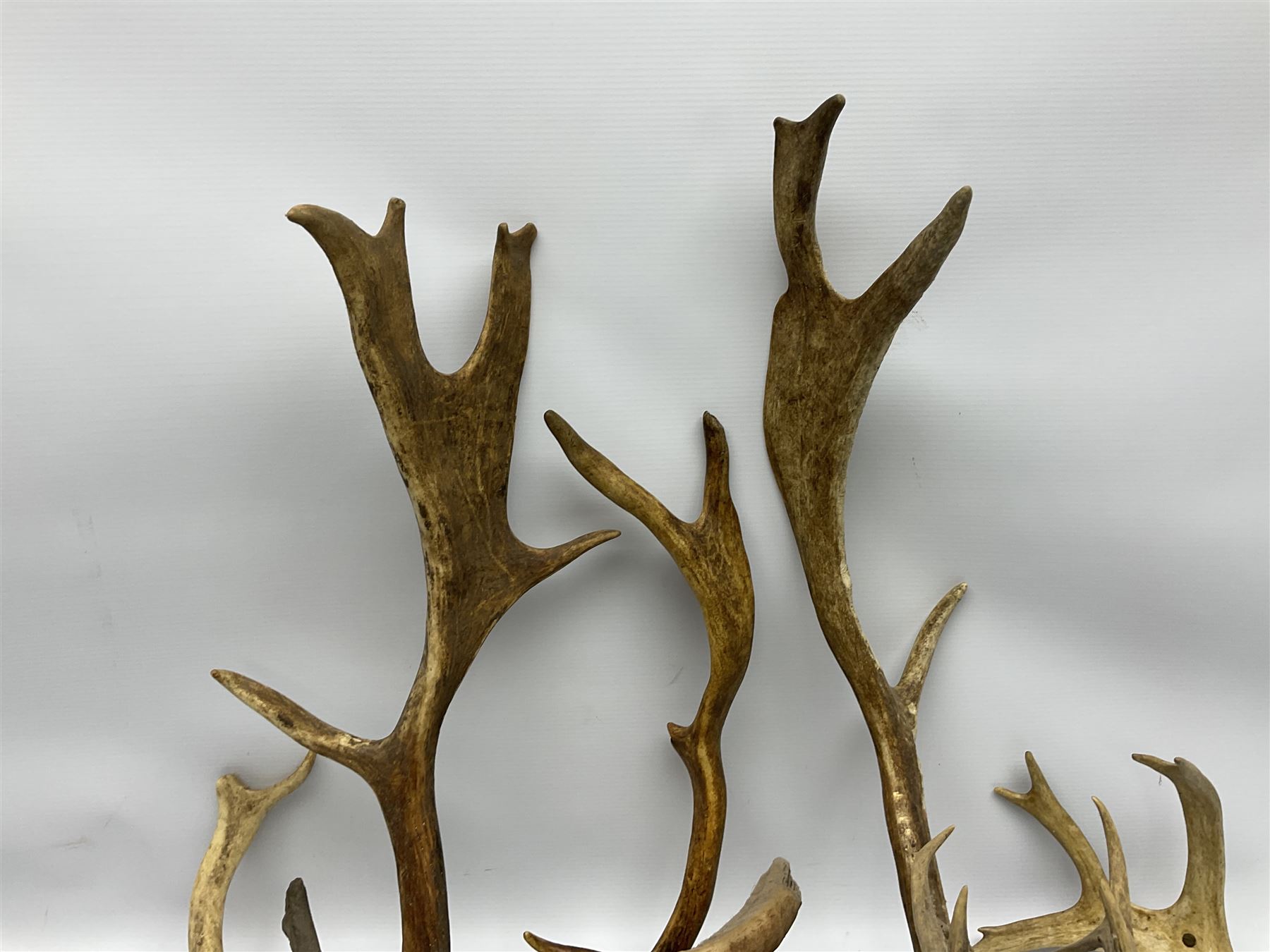 Antlers/Horns: two Roebuck Antlers with skull (Capreolus capreolus) - Image 8 of 10