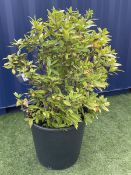 Bay laurel tree in planter