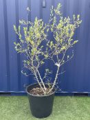 Olive tree in planter