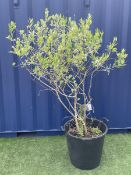 Olive tree in planter