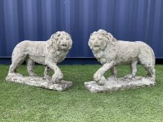 Pair composite stone standing lions on rectangular plinths