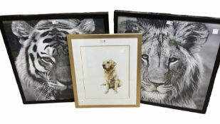 Two framed prints of tigers