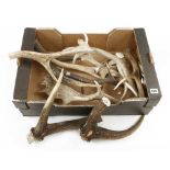 A quantity of antler horn G