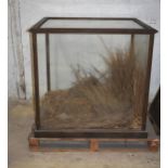 A glass display case, orig. displaying a lion