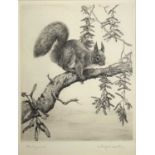 Winifred Marie Louise AUSTEN (1876-1964)Red Squirrel c.1920Etchingsigned in pencil21x17.5cm framed