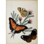 Lepidopterology interest, in the manner of Edward Donovan 1768-1837Four fine watercolours of moths