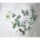 Botanical watercoloursfour framed works, Two works signed: Maria Grey 1795 & Selina CottsTogether