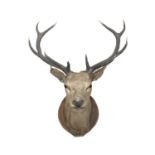 A taxidermy ten point stag's head, early 20th century, mounted on a wooden shield, by repute Cornish