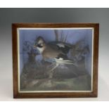 A Victorian taxidermy display, a jay on a branch amongst foliage, cased. Case height 36cm, width