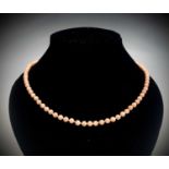 A pale pink coral bead necklace with 9ct gold clasp. Each bead 5mm.Condition report: Length 50cm,