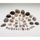 Conchology, A collection of seashells, largely collected from the Solomon Islands, circa 1970, the
