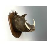 A taxidermy stuffed warthog head, mounted on an oak shield, height 51cm, width 33cm, depth 40cm.