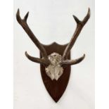 A stags skull and antlers, mounted on a pine shield, height 70cm, width 27.5cm,